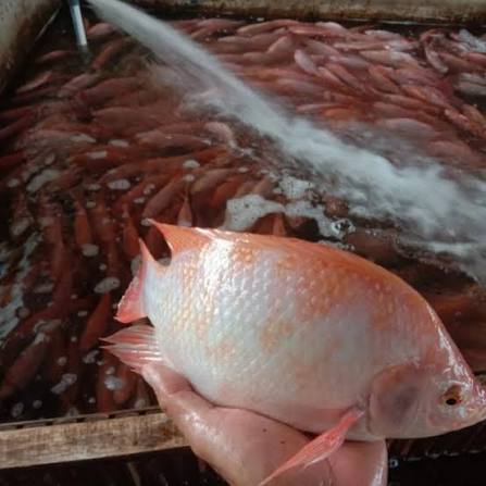 Ikan nila merah 