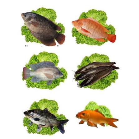 Ikan Mas 